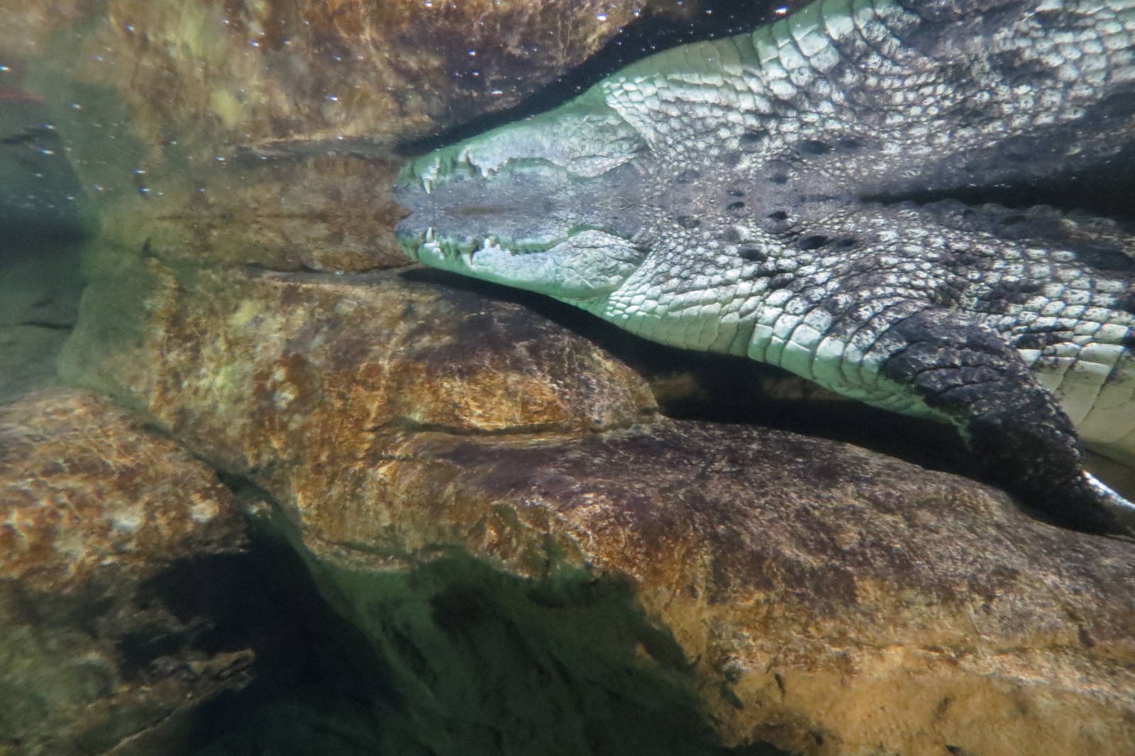 Nile Crocodile - Madagascar 031215