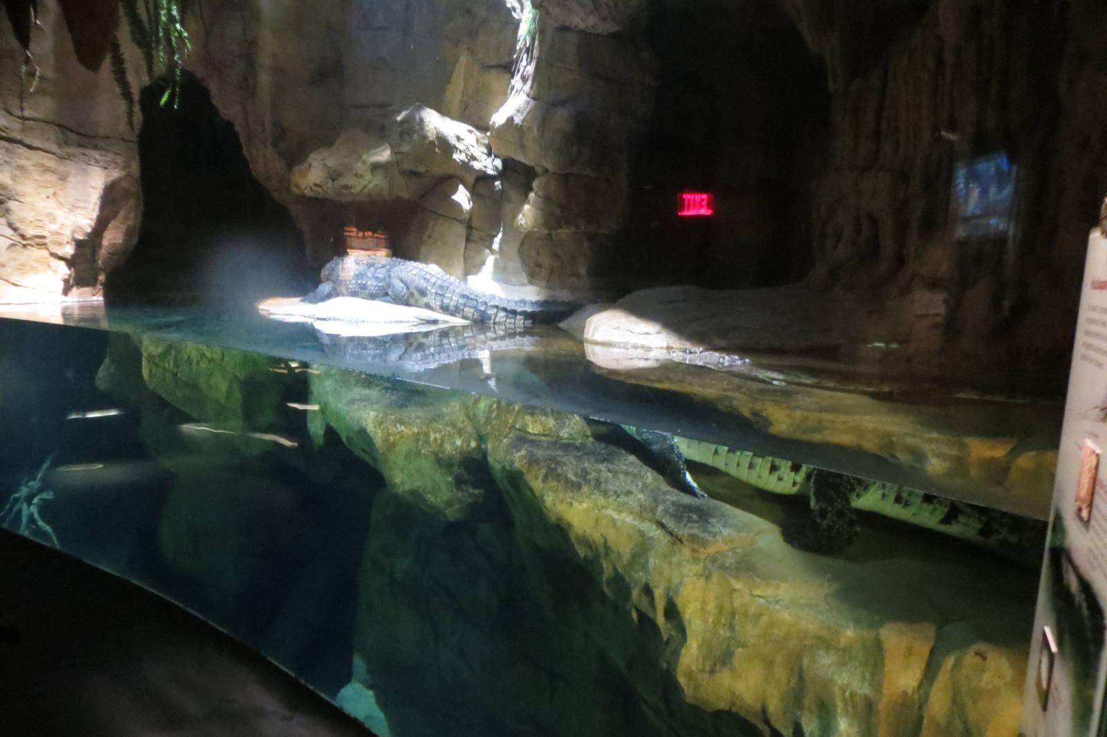 Nile Crocodile - Madagascar 031215