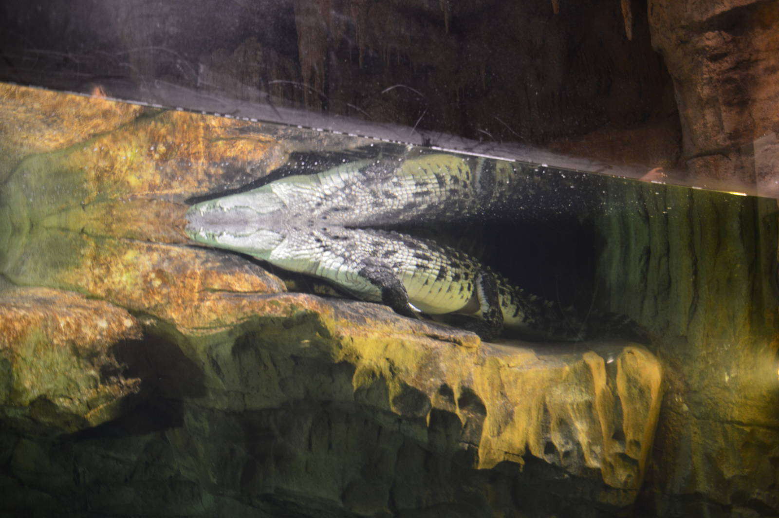 Nile Crocodile - Madagascar 031215