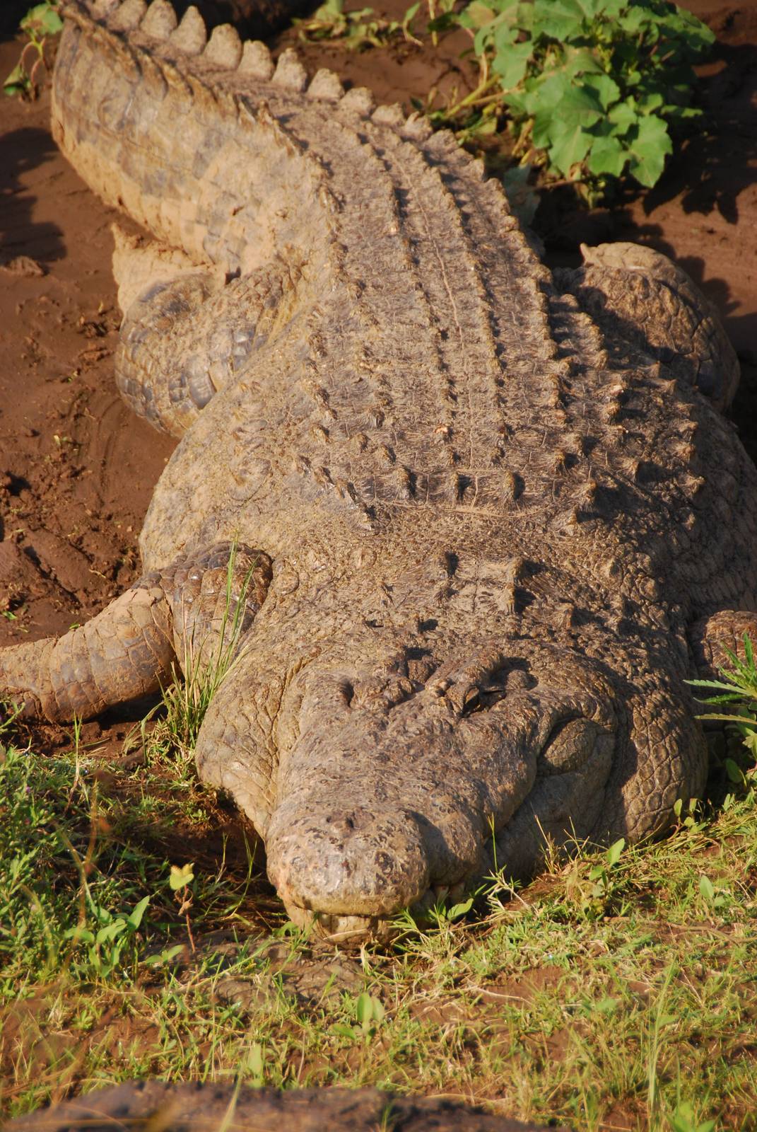 Nile Crocodile - Masai Mara NR