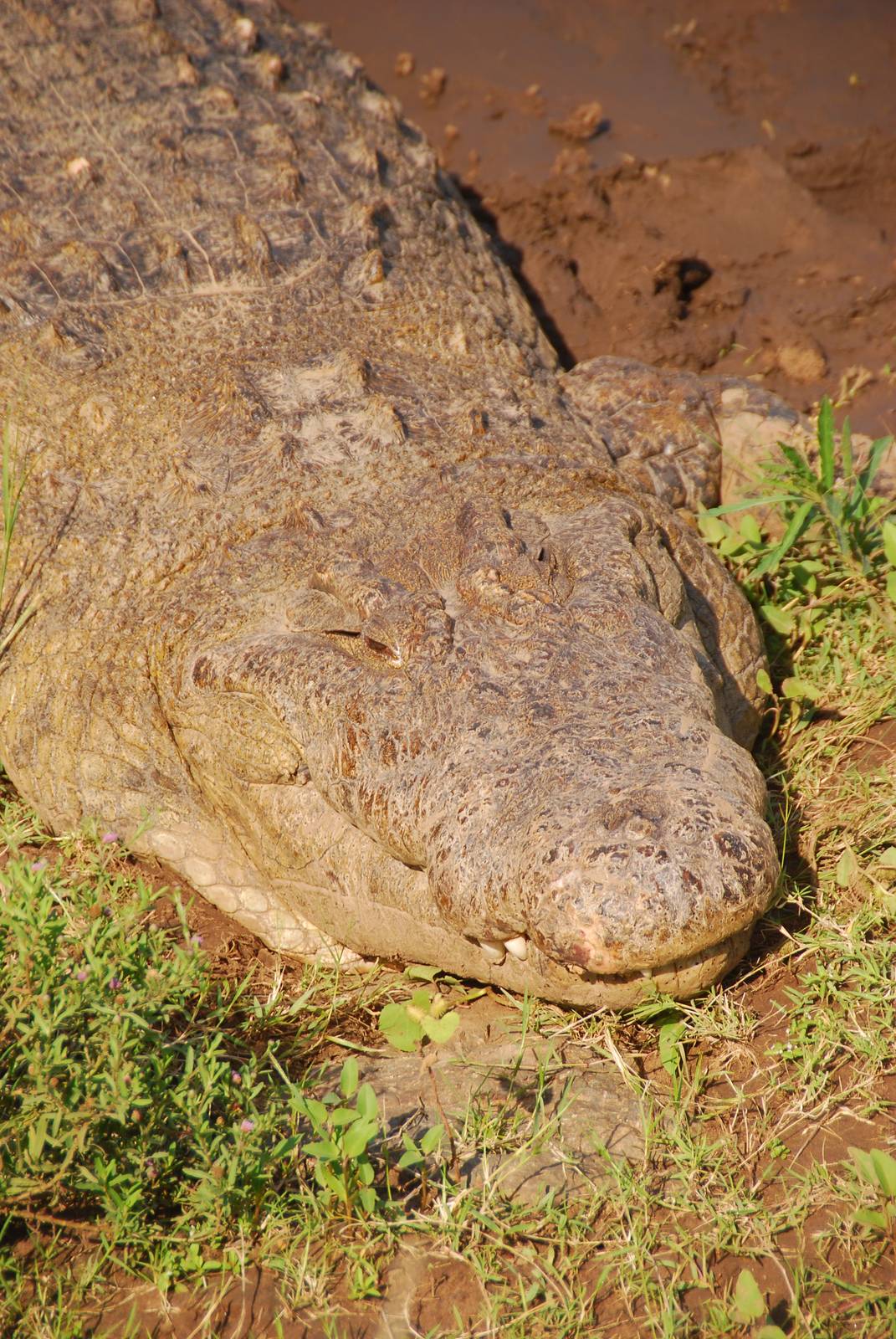 Nile Crocodile - Masai Mara NR