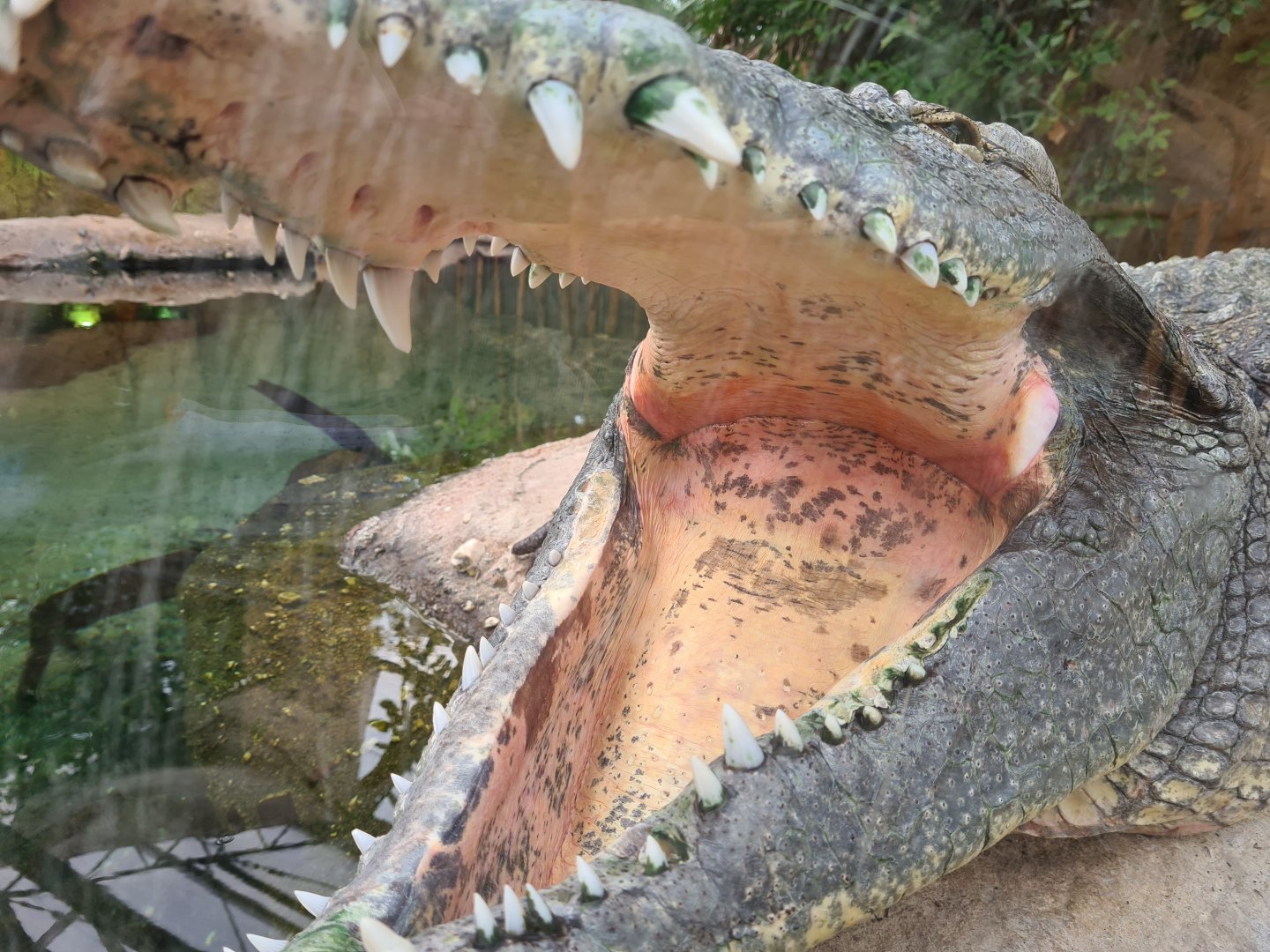 Nile crocodile maw