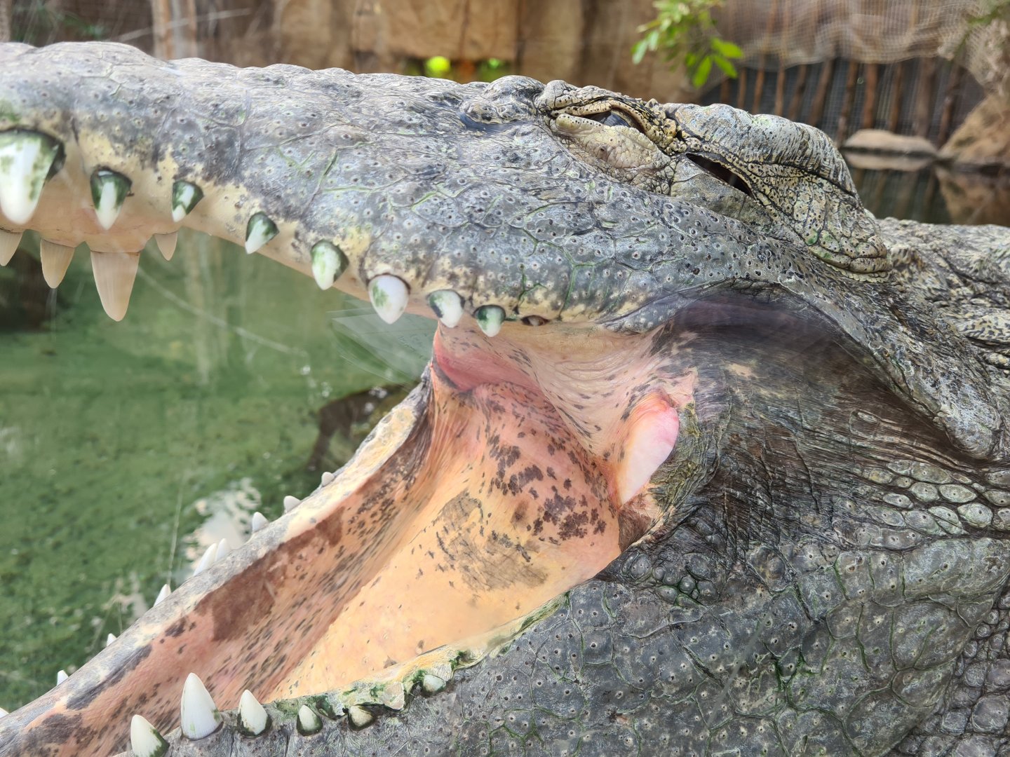 Nile crocodile maw