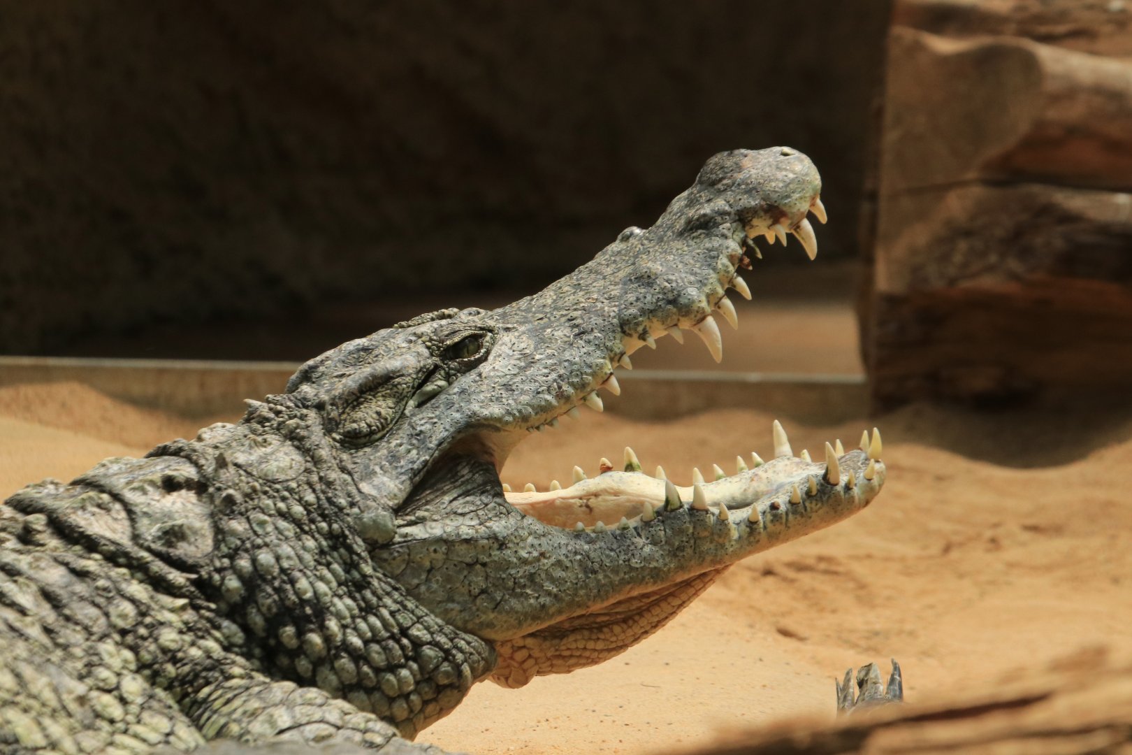 Nile crocodile - May 2020