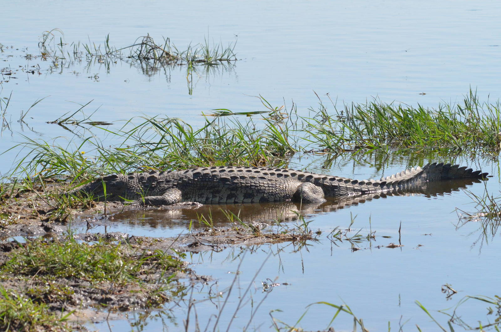 Nile Crocodile, Moremi Game Reserve, Botswana, 26/04/16