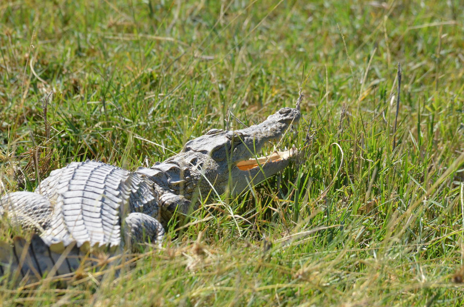 Nile Crocodile, Moremi Game Reserve, Botswana, 28/04/16