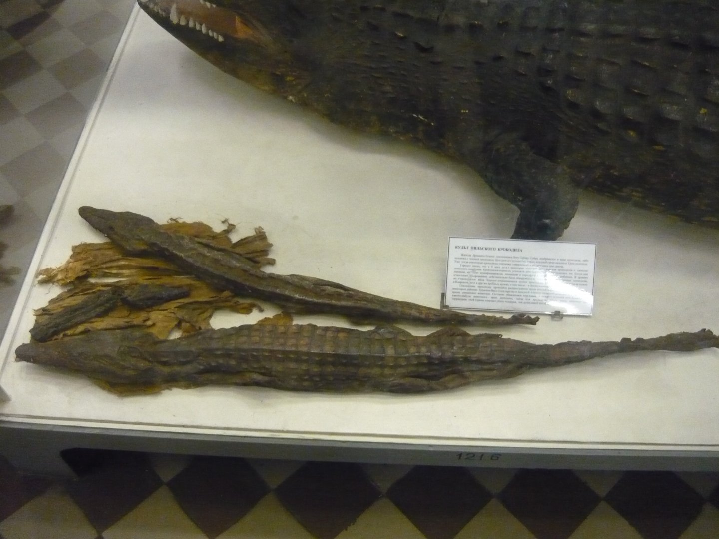 Nile crocodile mummies