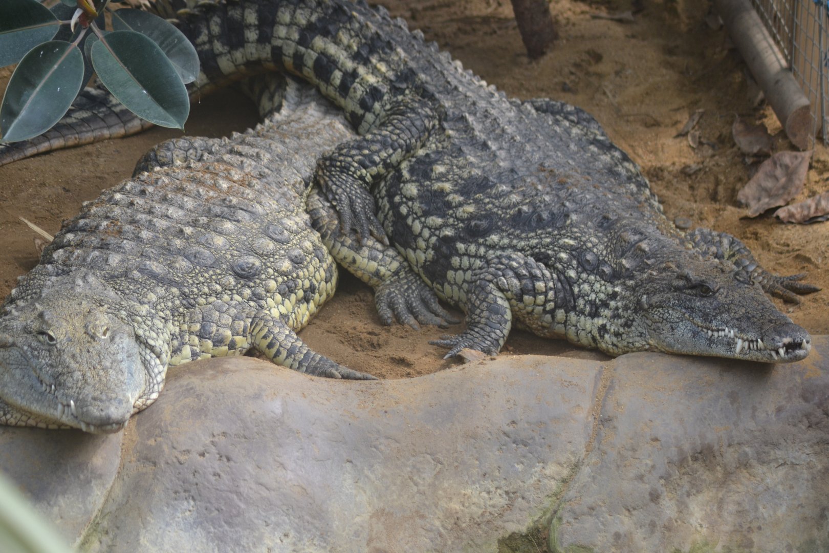 Nile crocodile pair