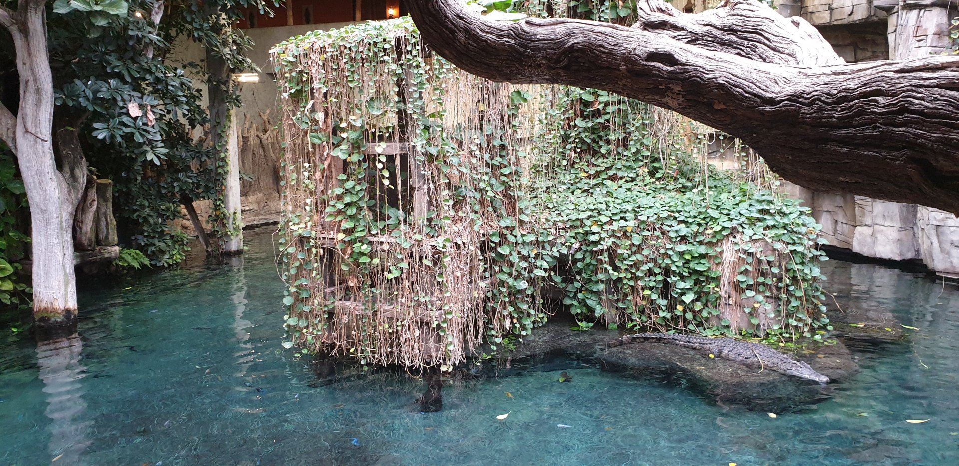 Nile crocodile pool