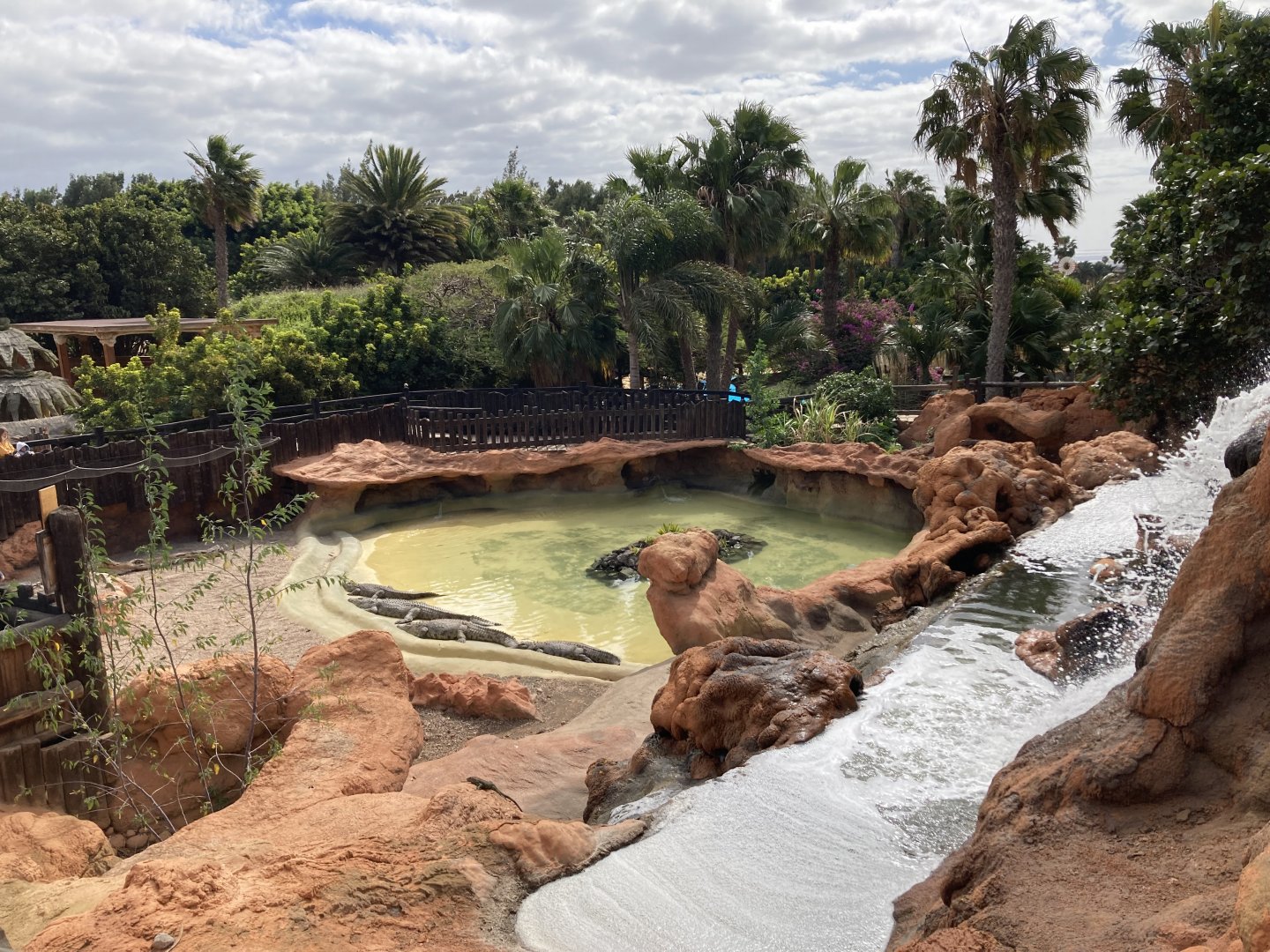 Nile crocodile pool
