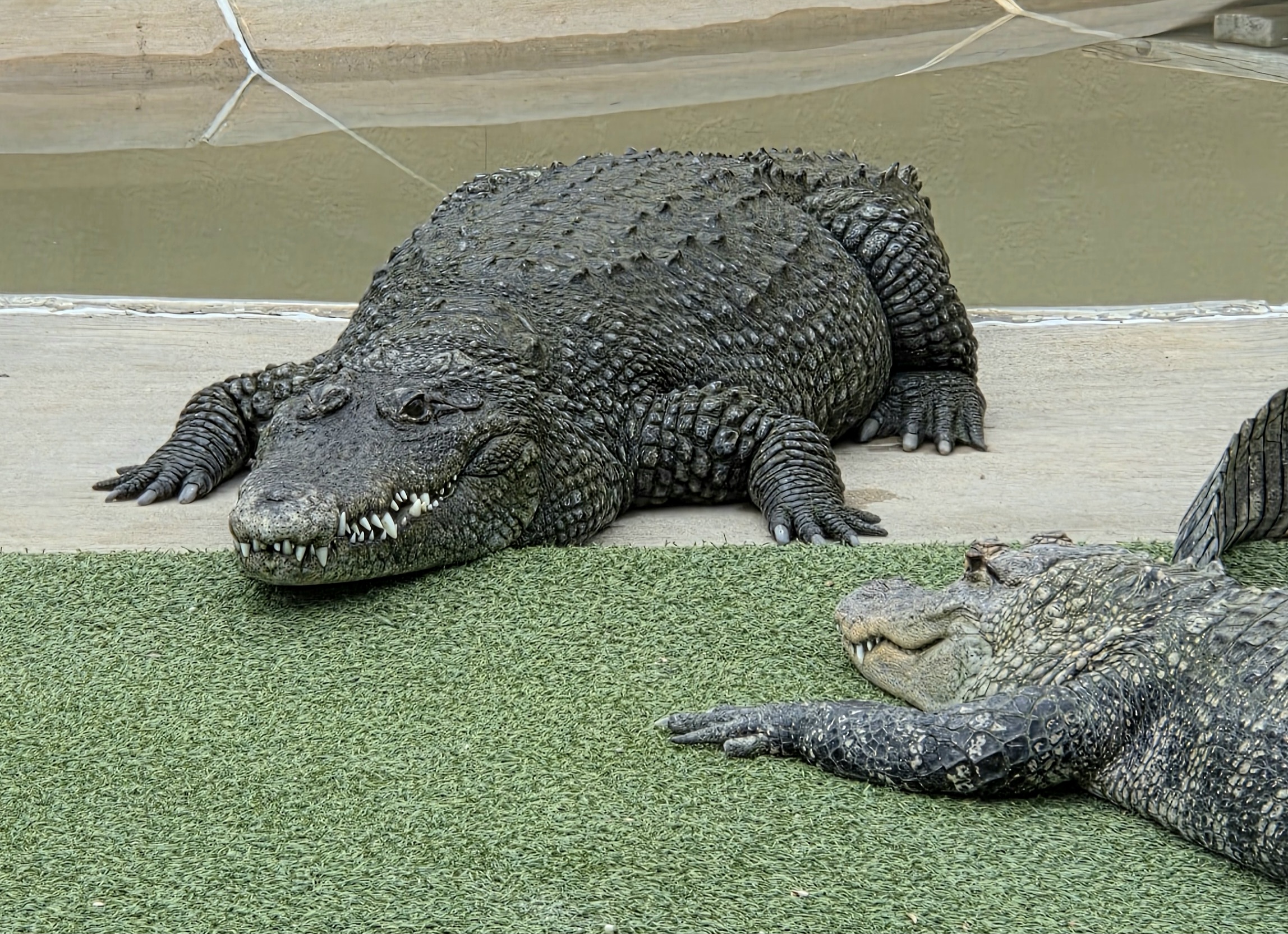 Nile Crocodile-Reptile Gardens