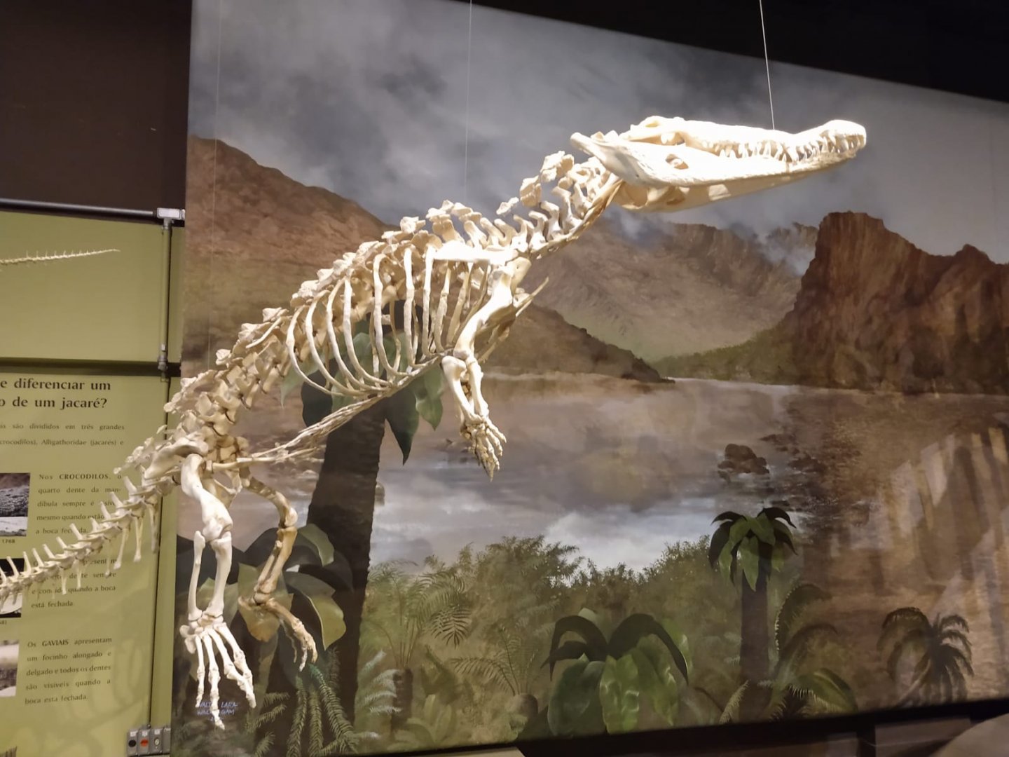 Nile crocodile skeleton - PUC Minas's Natural Science Museum