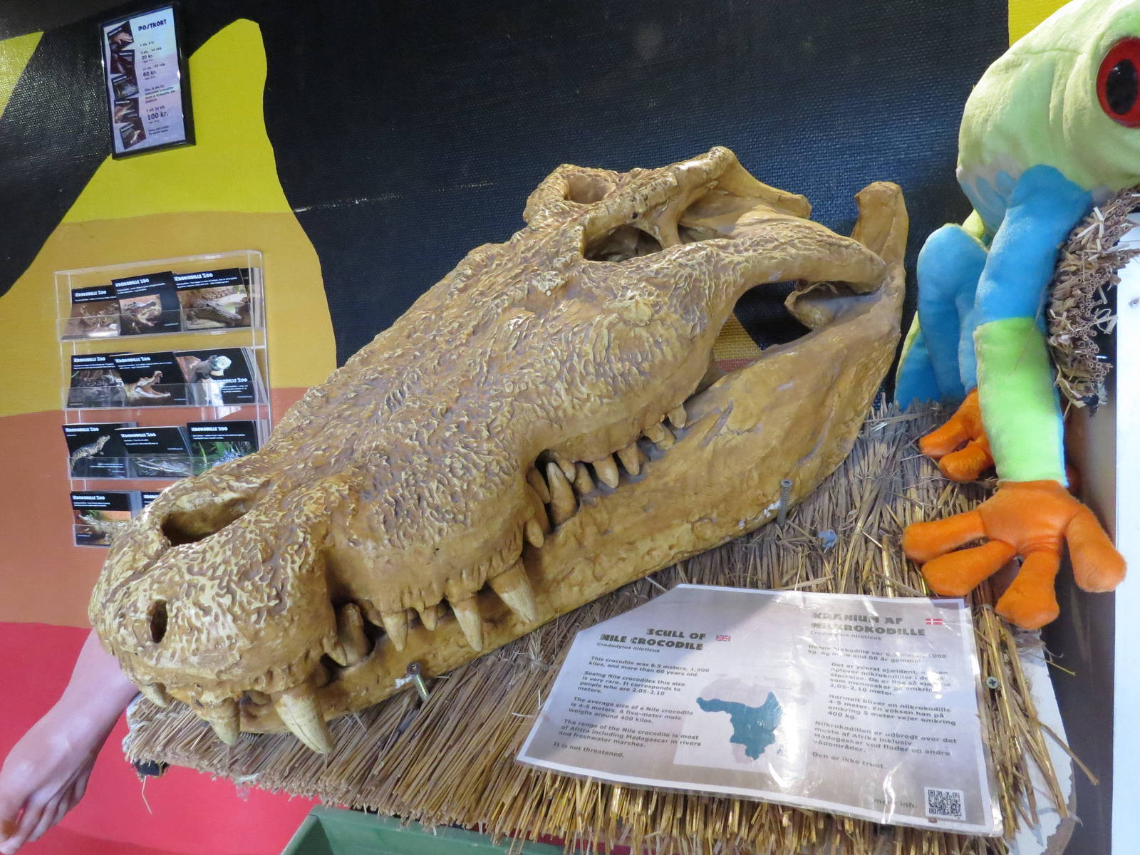 Nile crocodile skull, June 2015.