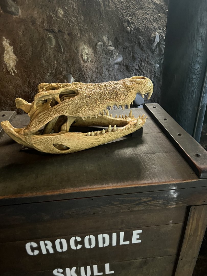 Nile Crocodile Skull Model