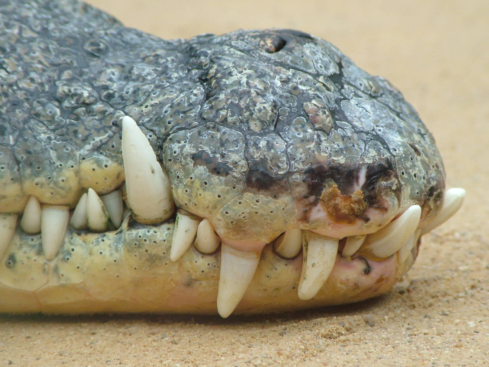 Nile Crocodile Snout at Cologne, 07/09/10