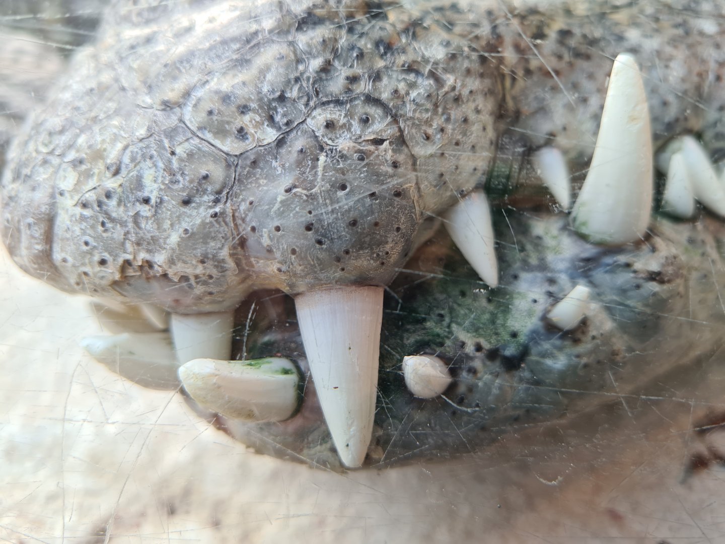 Nile crocodile snout close-up