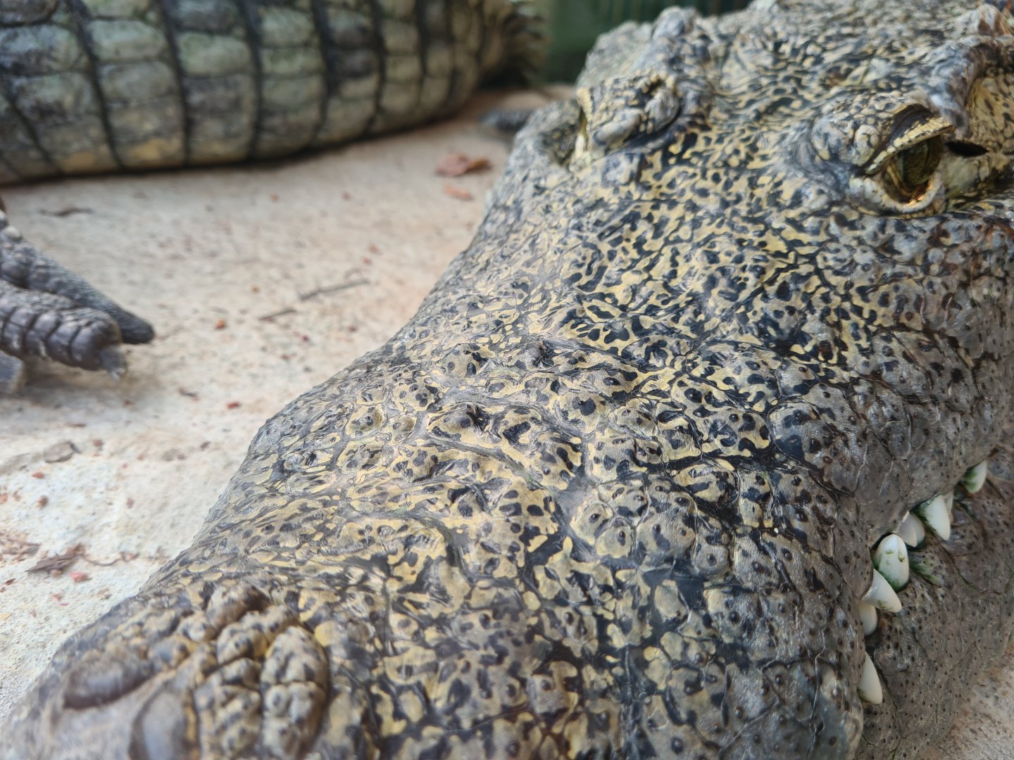 Nile crocodile snout