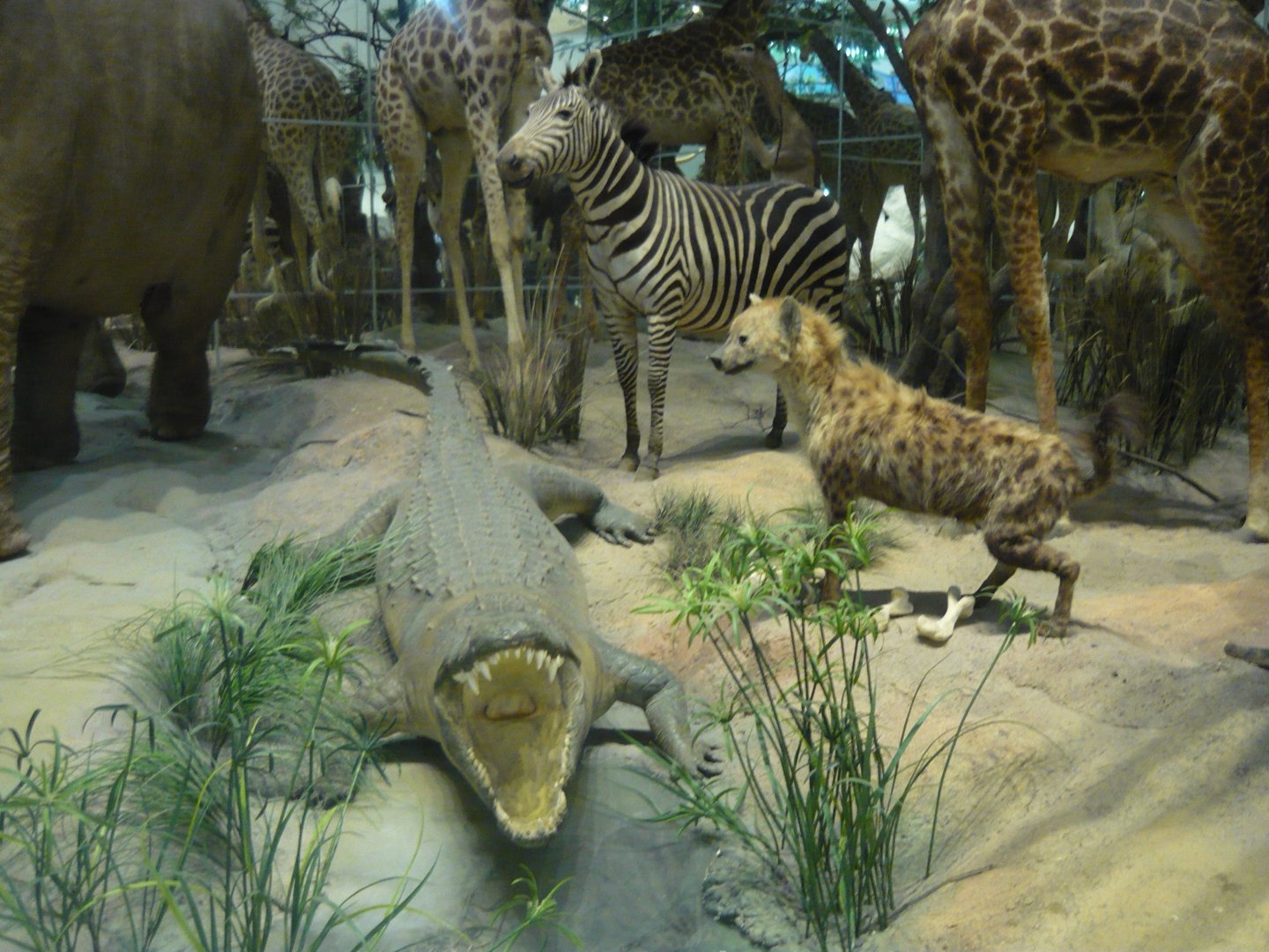 Nile crocodile, spotted hyena and zebra