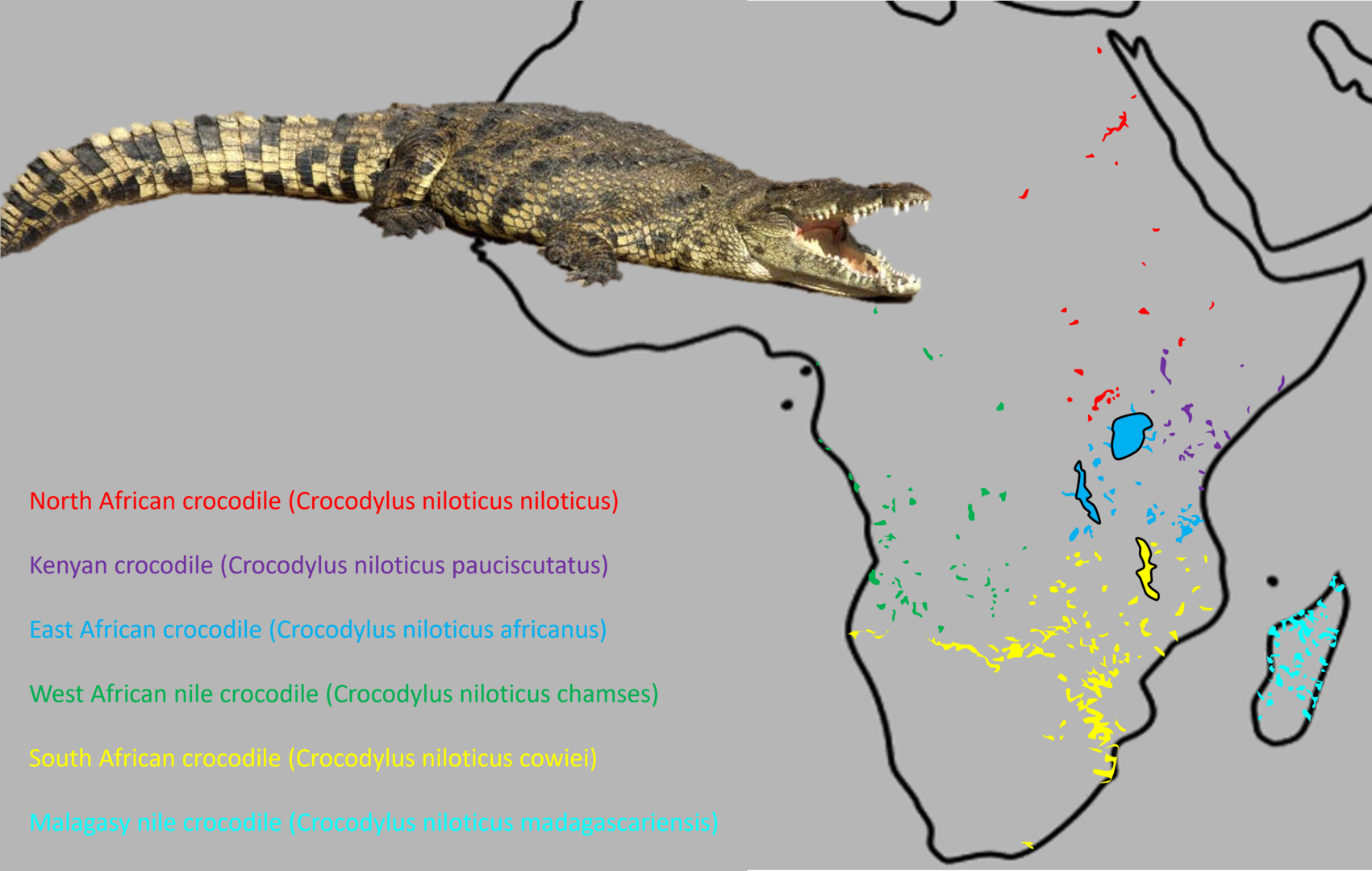 Nile crocodile - Subspecies distribution map