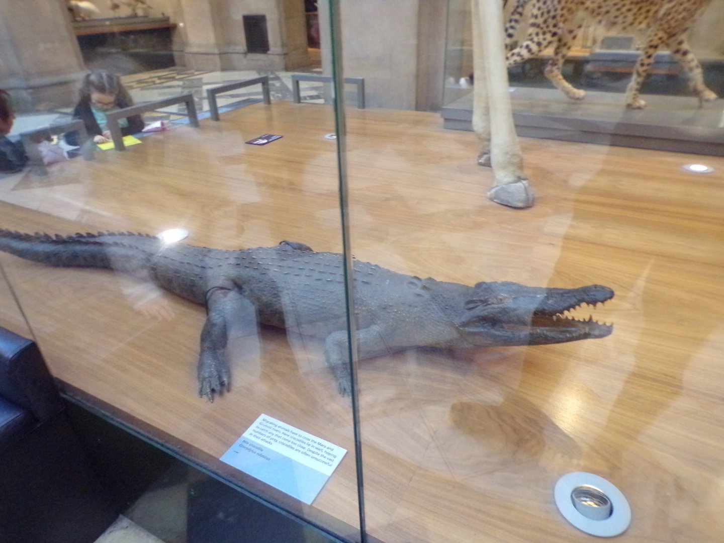Nile crocodile (taken at Kelvingrove museum) 12.2.24