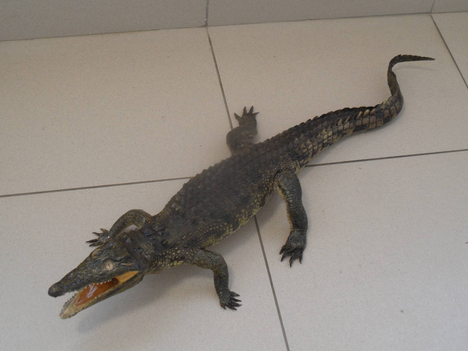 Nile crocodile taxidermy, 120 cm