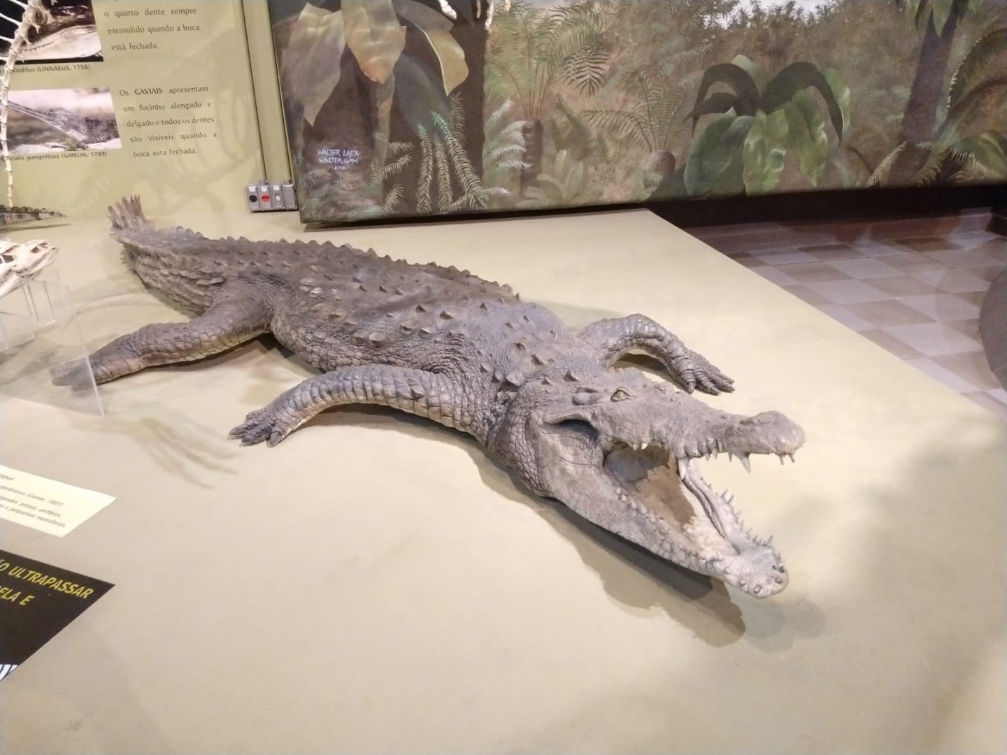 Nile crocodile taxidermy - PUC Minas's Natural Science Museum