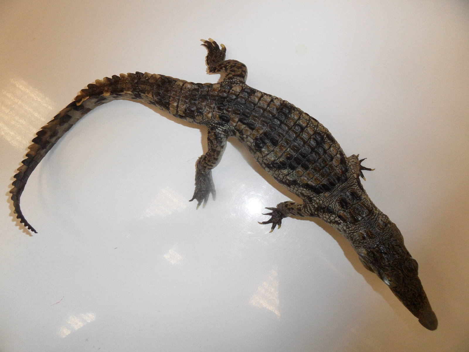 Nile crocodile taxidermy - top view