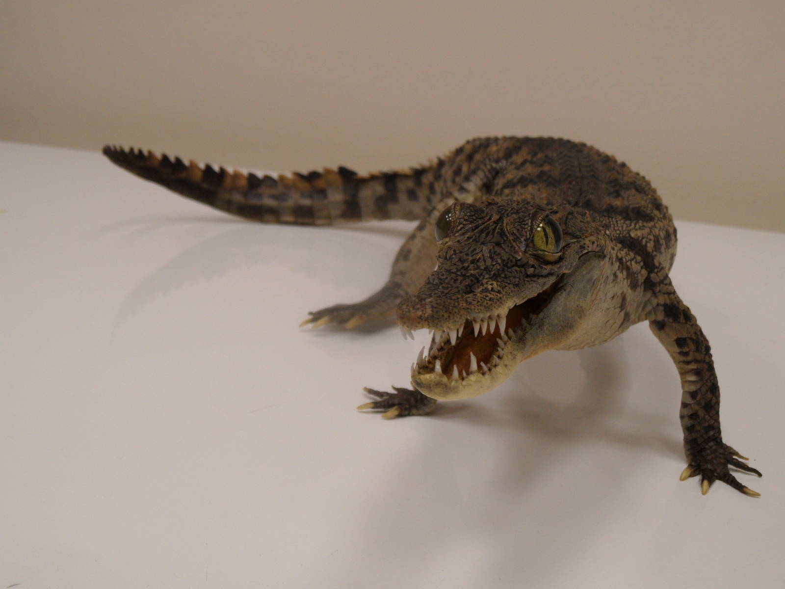 Nile crocodile taxidermy