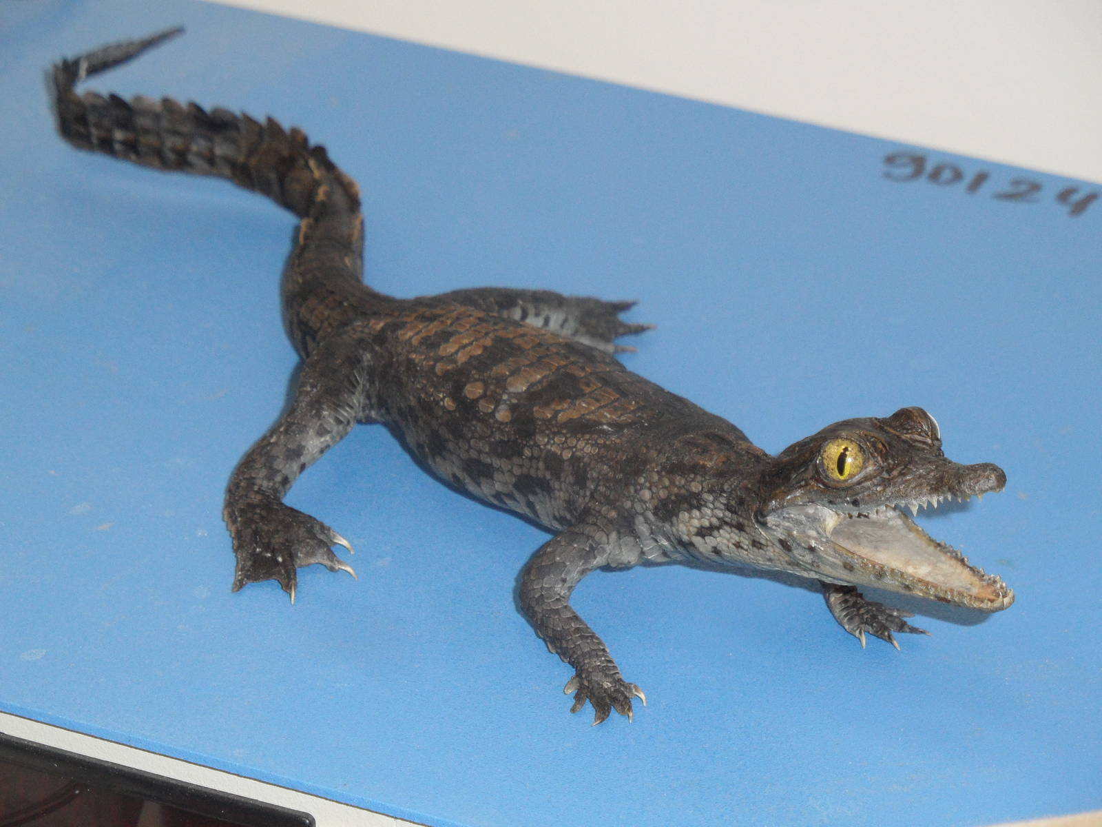 Nile crocodile taxidermy