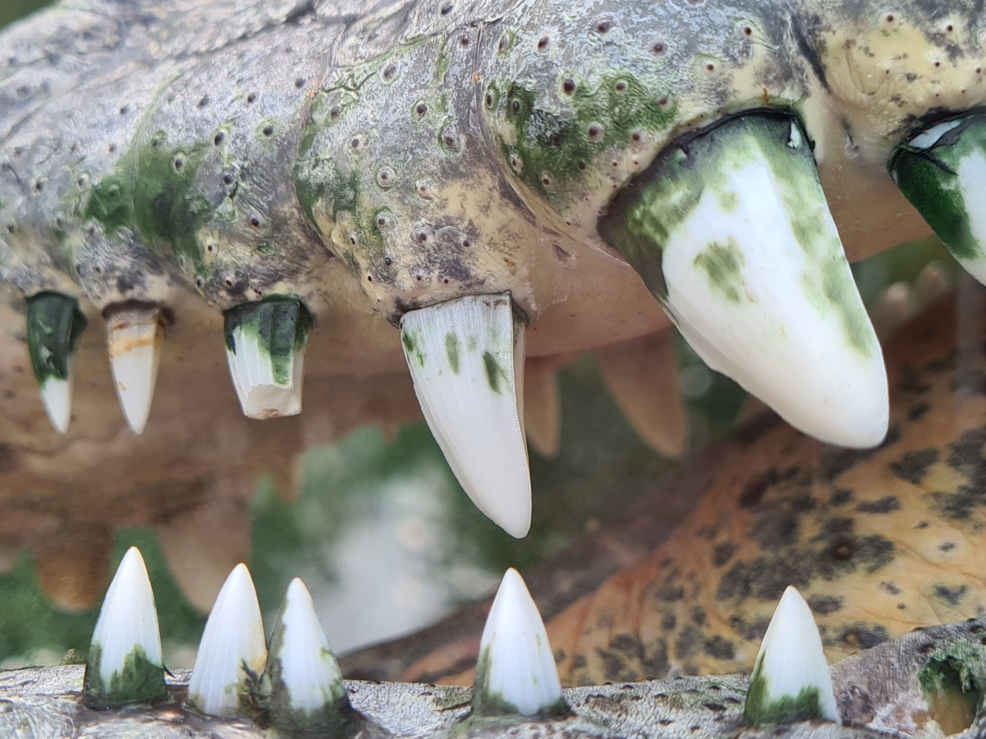 Nile crocodile teeth close-up