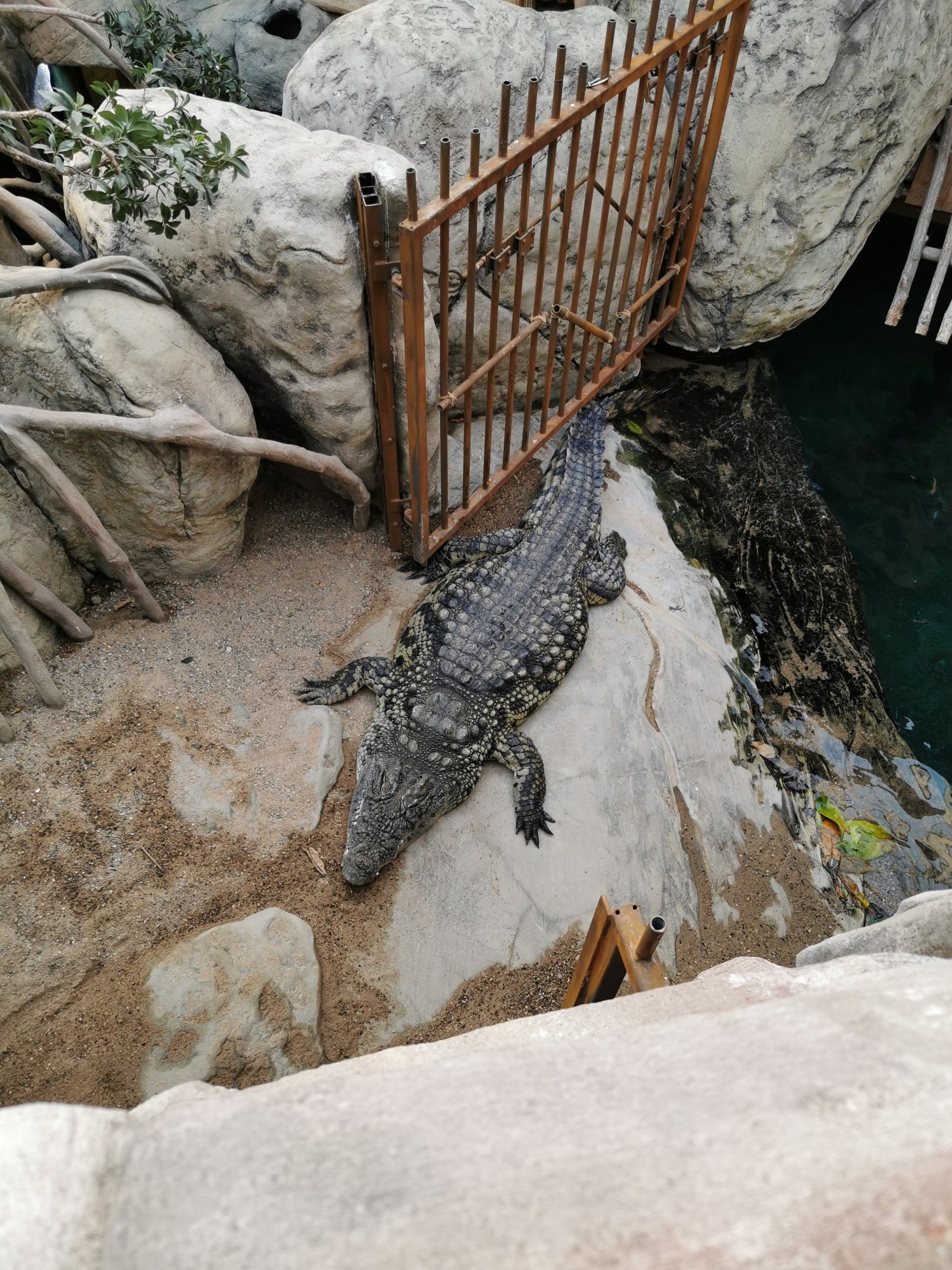 Nile crocodile - Tropen-Aquarium
