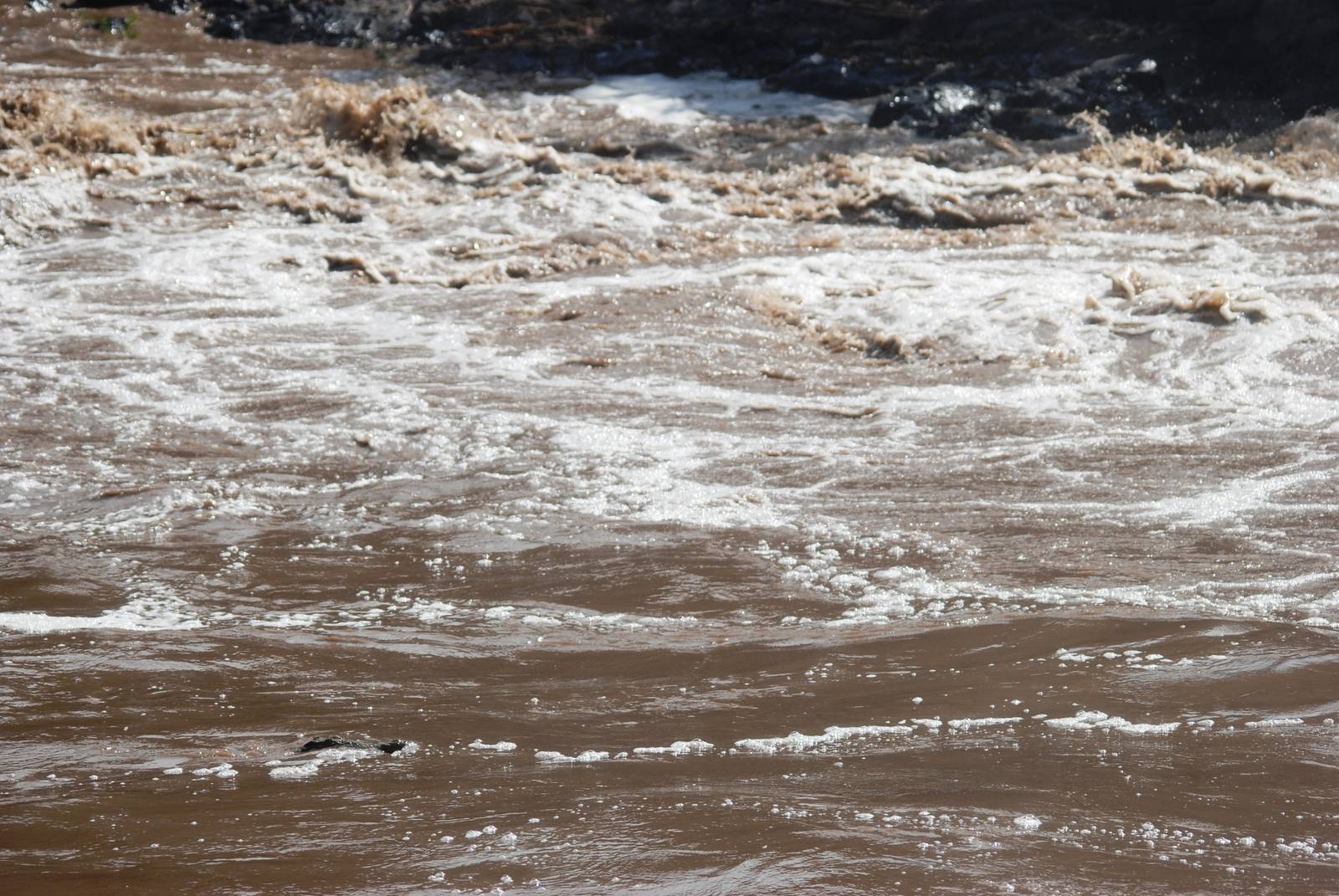 Nile Crocodile under Awash Falls in Awash NP, 12/10/14