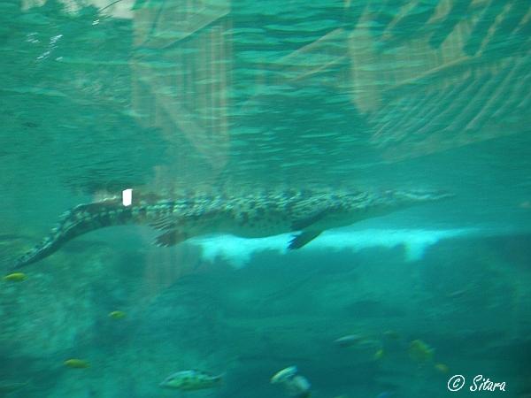 Nile crocodile under water