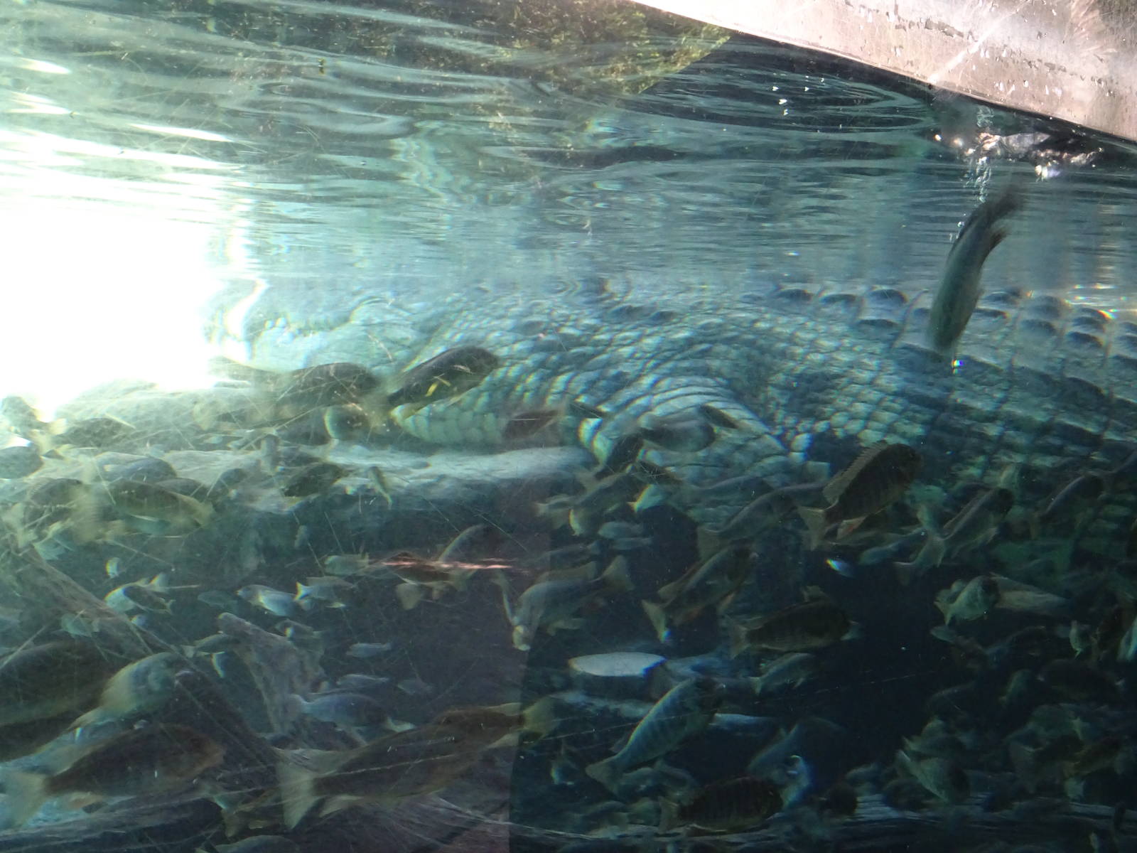 Nile Crocodile Underwater at Busch Gardens Tampa