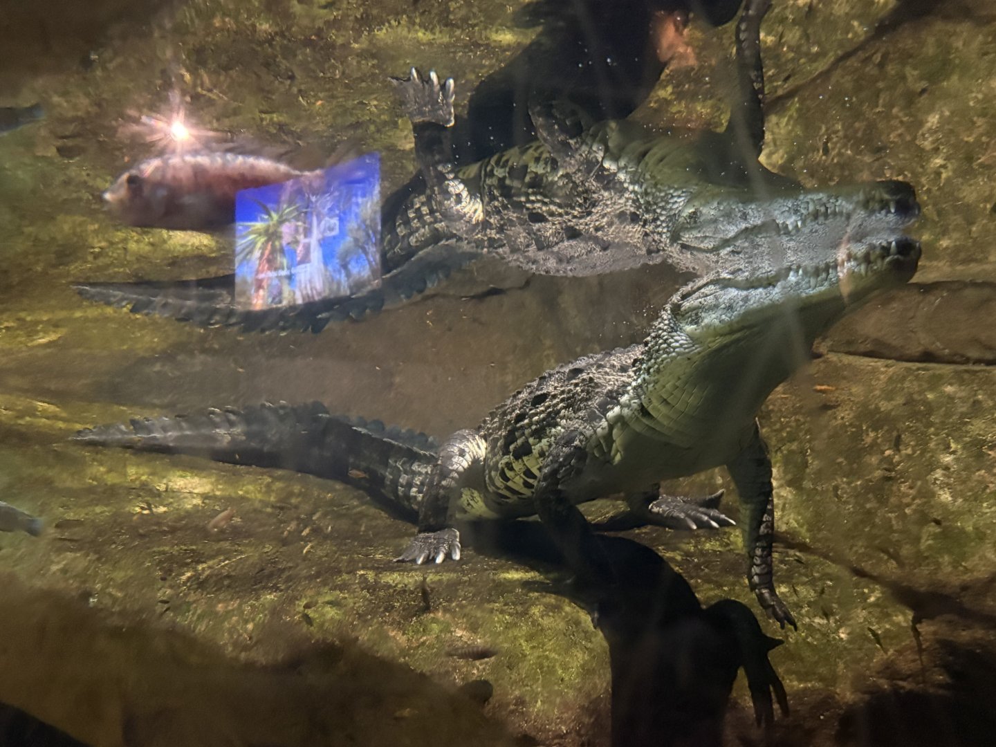 Nile Crocodile Underwater View