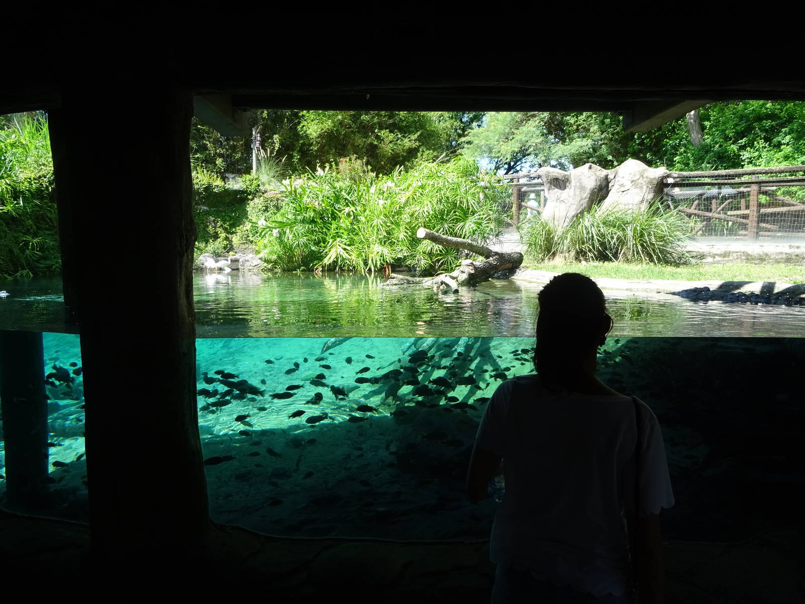 Nile Crocodile Underwater Viewing at Busch Gardens Tampa