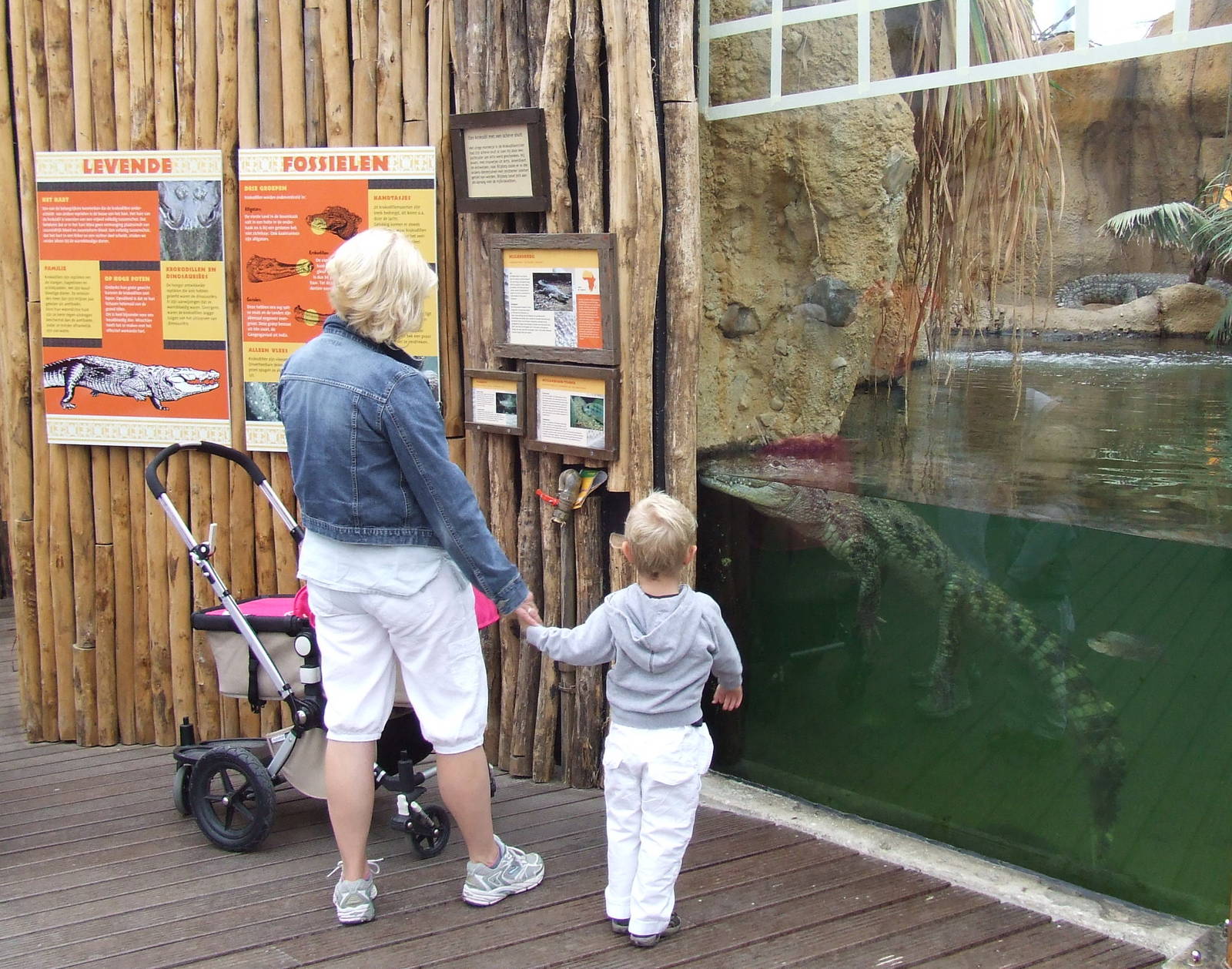 Nile Crocodile viewing, Crocodile River