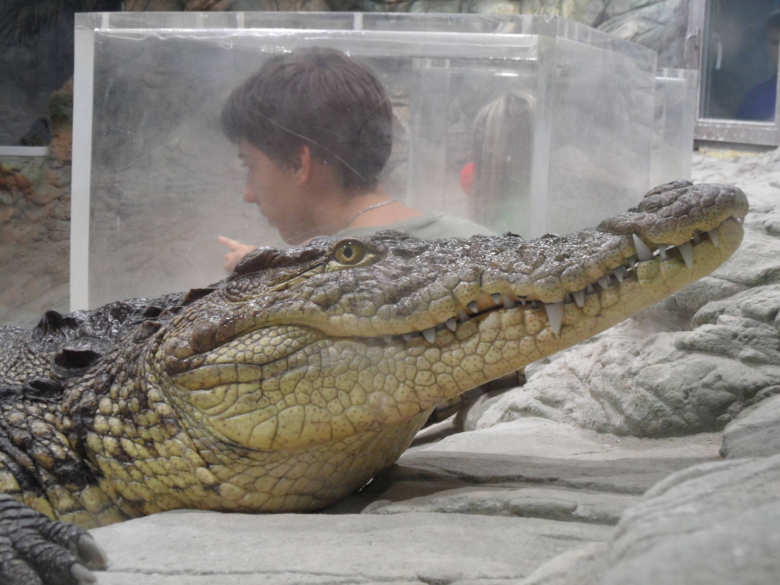 Nile crocodile & visitor
