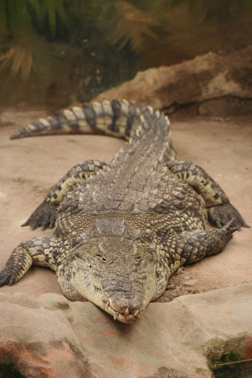 Nile Crocodile @ West Midland Safari Park  15.07.2013