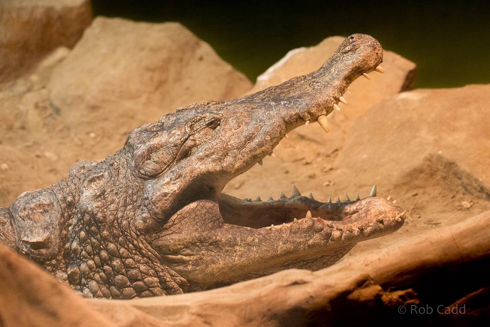Nile crocodile : Wingham : 13 Oct 2014