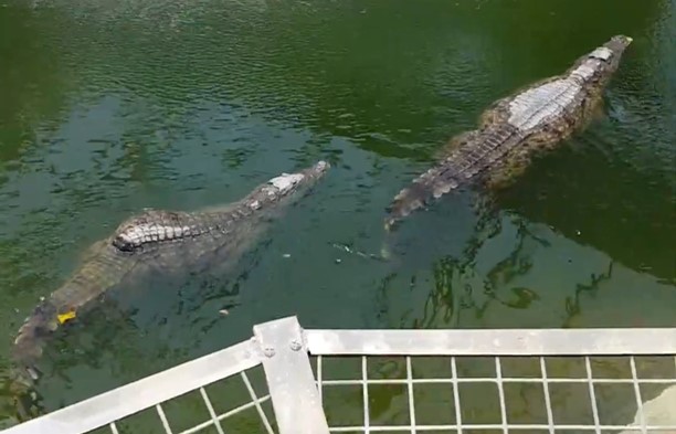 Nile crocodile with back deformity (Aug 2020)