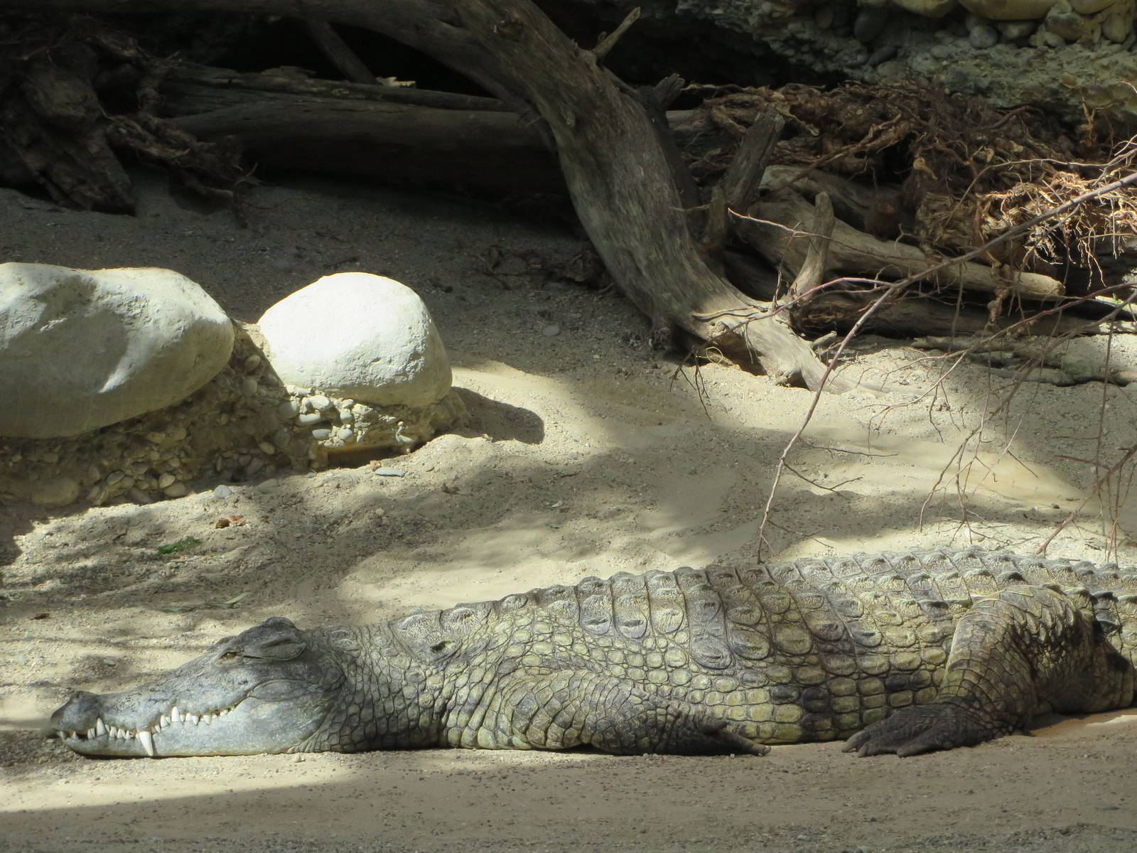 Nile crocodile with dwarf mongoose