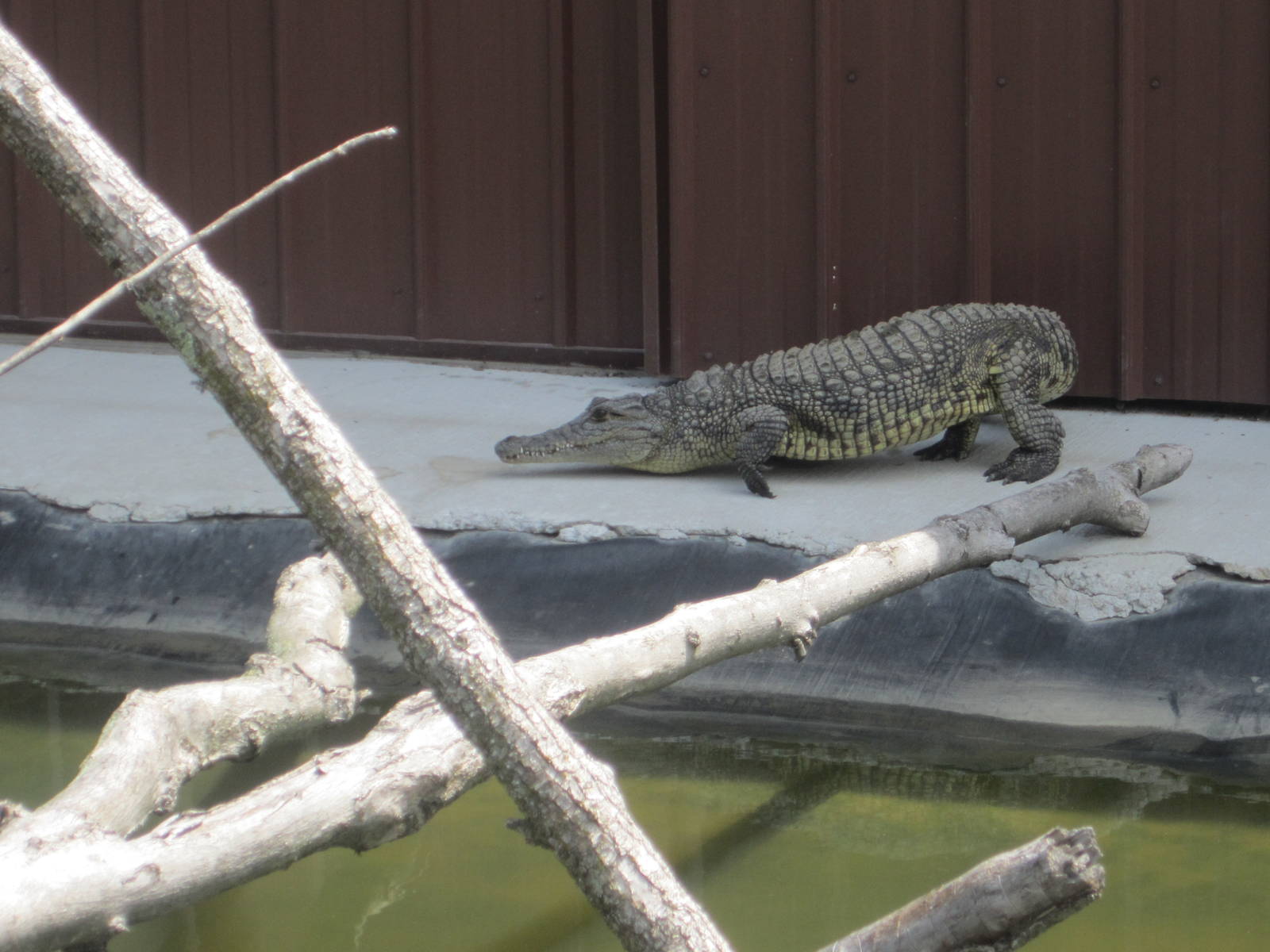 Nile Crocodile Yoga