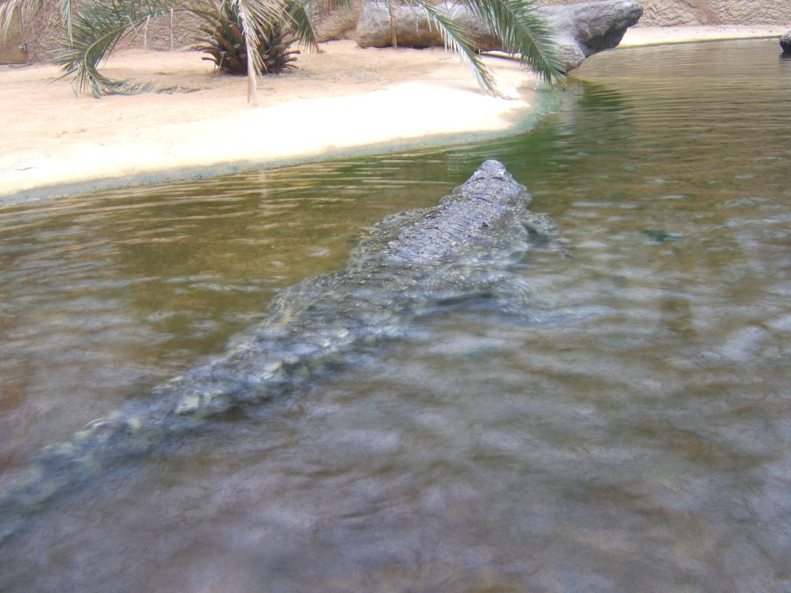 Nile Crocodile