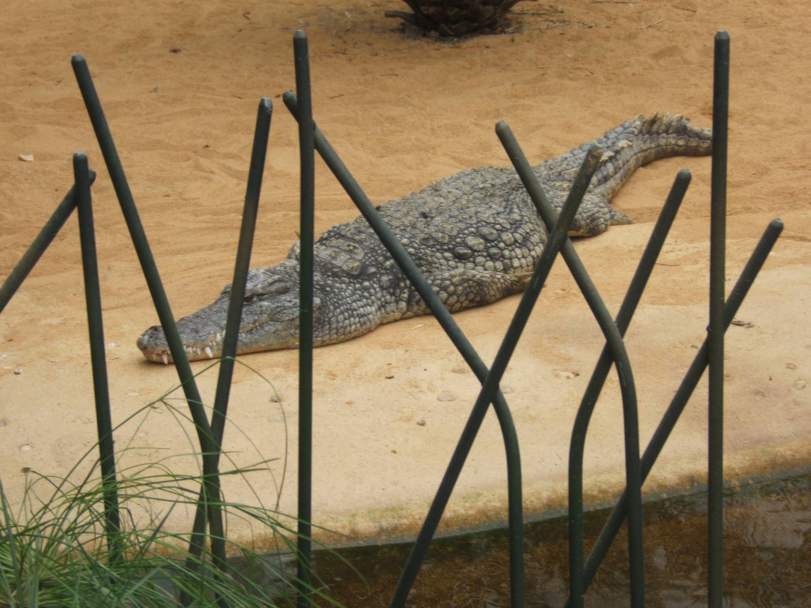 Nile Crocodile