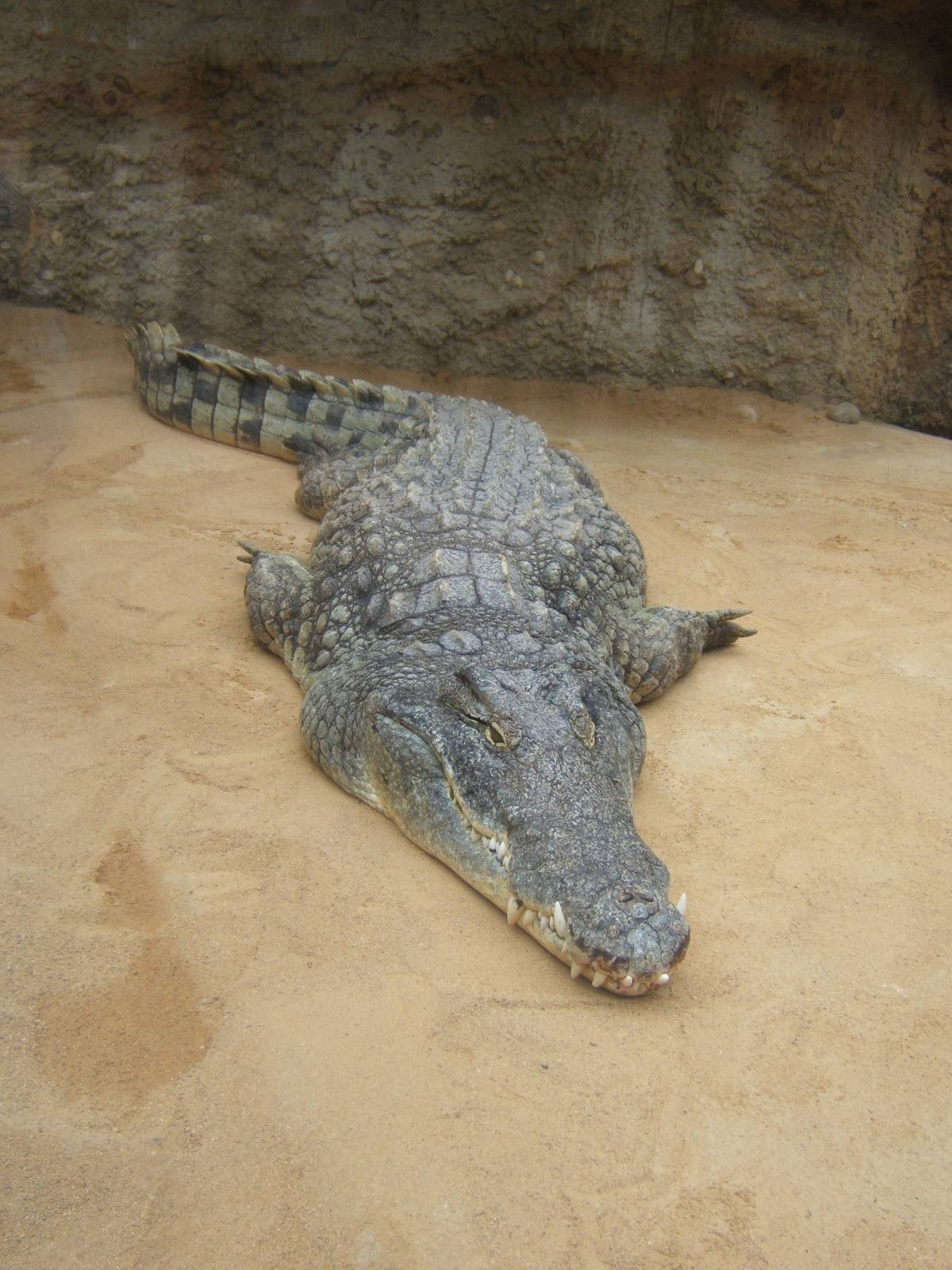 Nile Crocodile