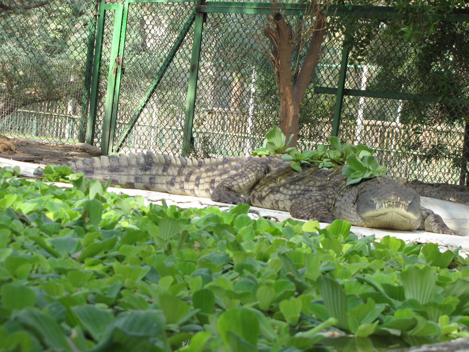 Nile Crocodile