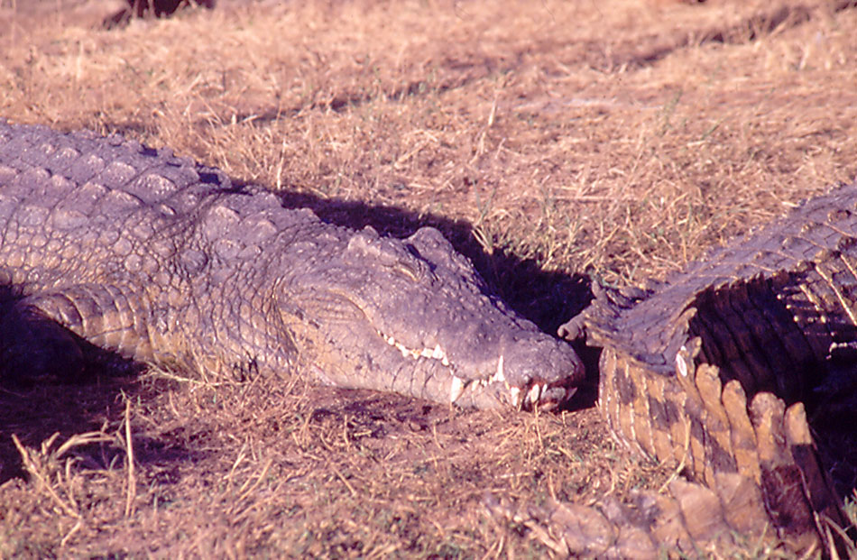 Nile Crocodile