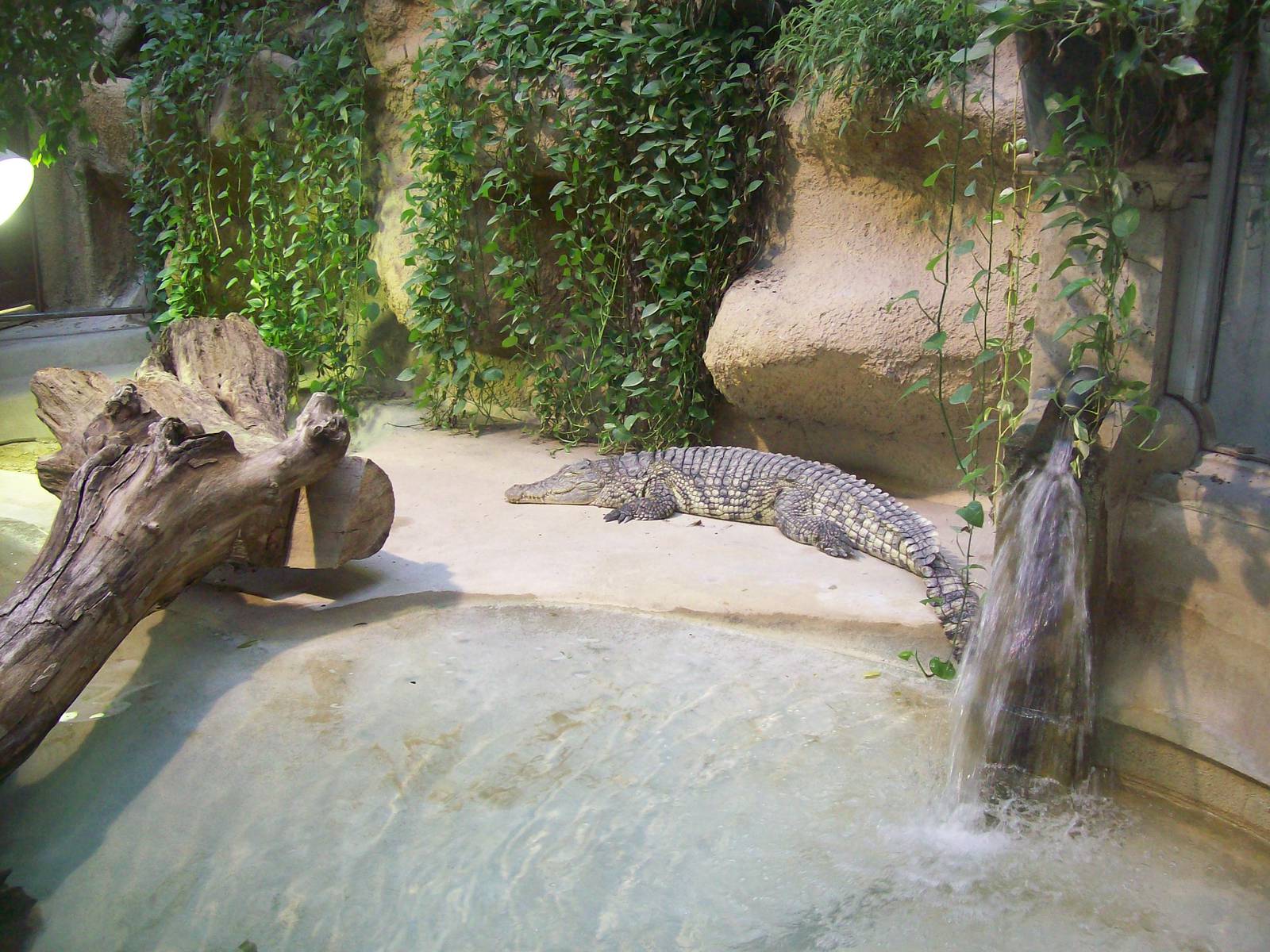 Nile Crocodile