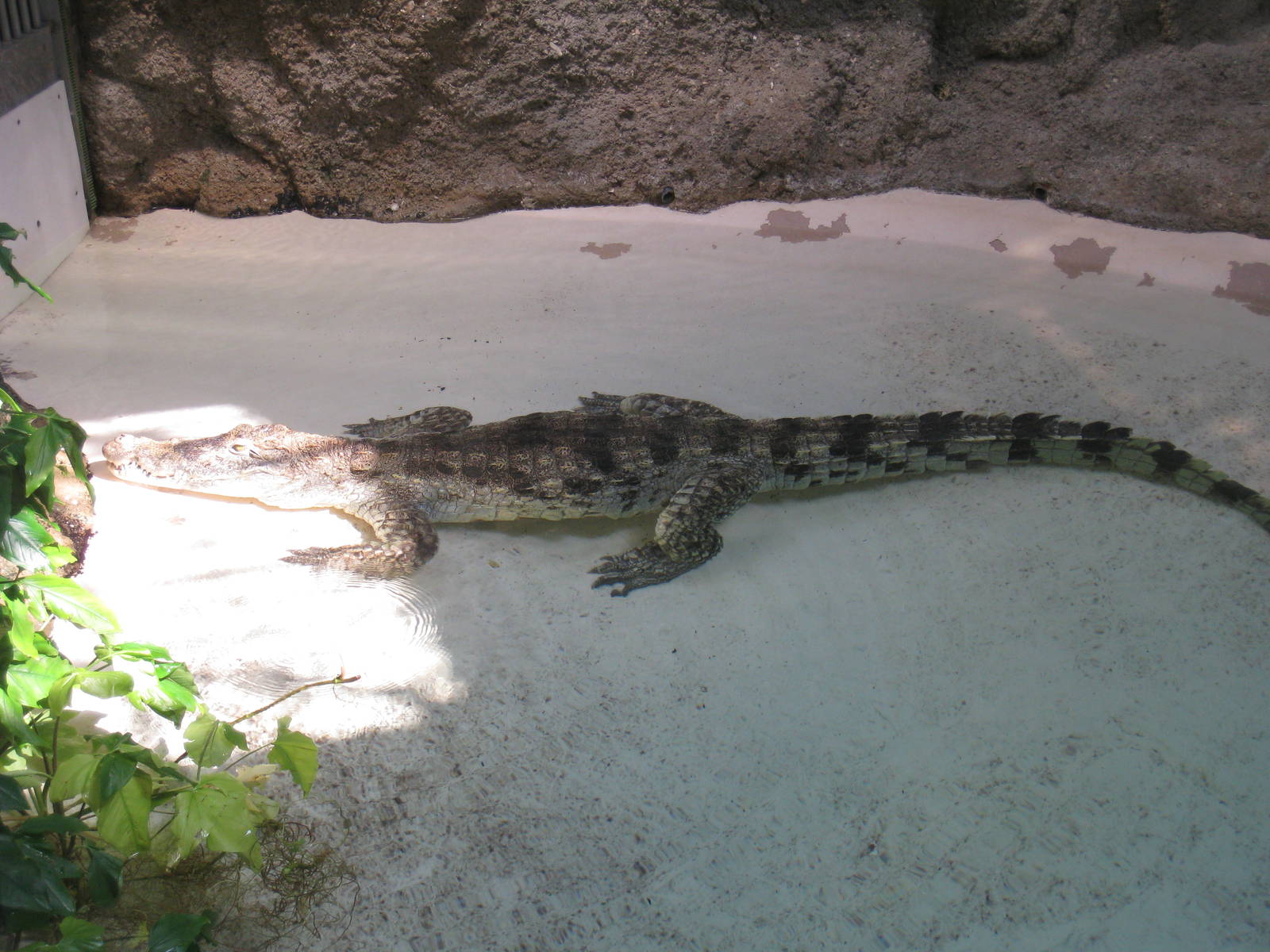 Nile Crocodile